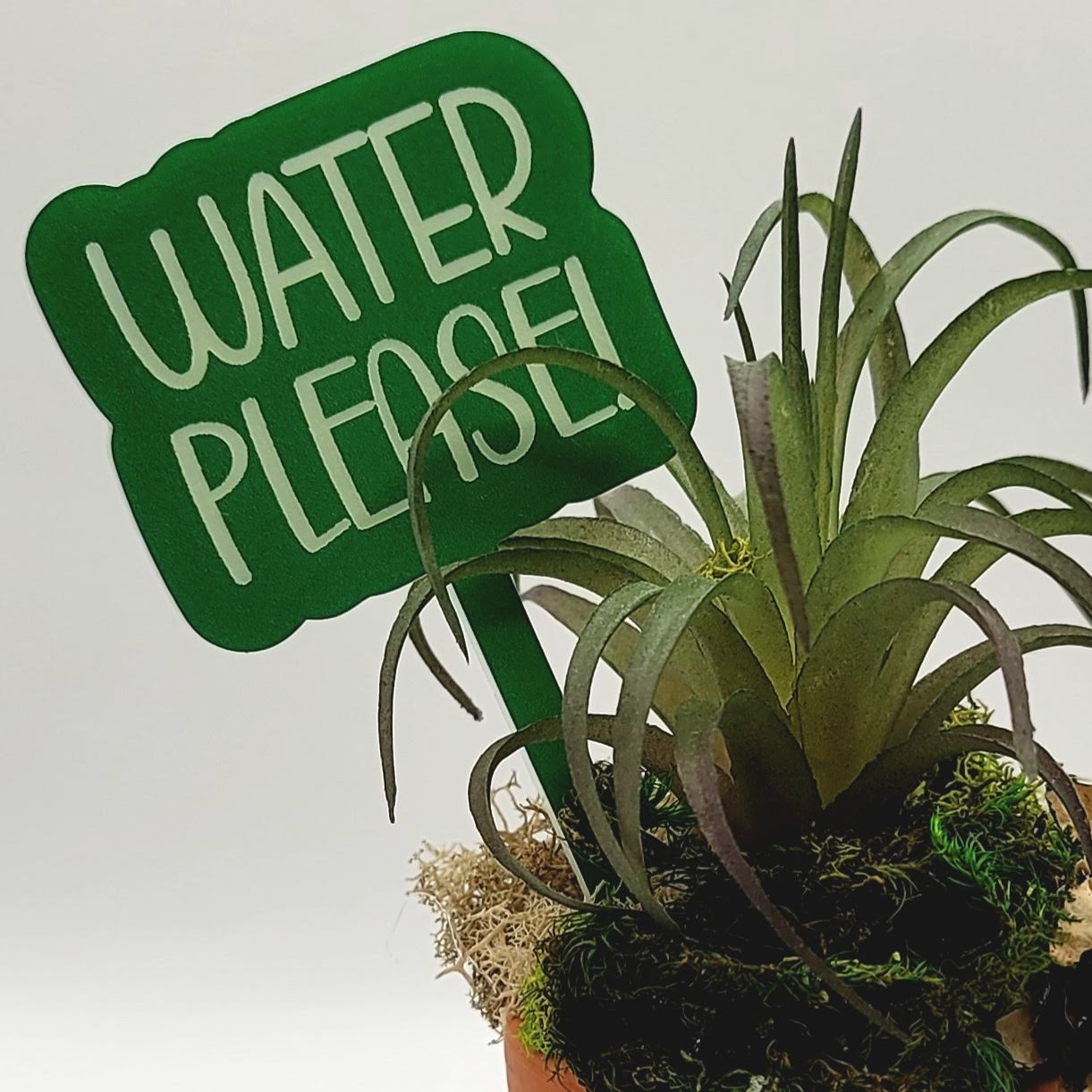 Water, Please! Funny Plant Stake