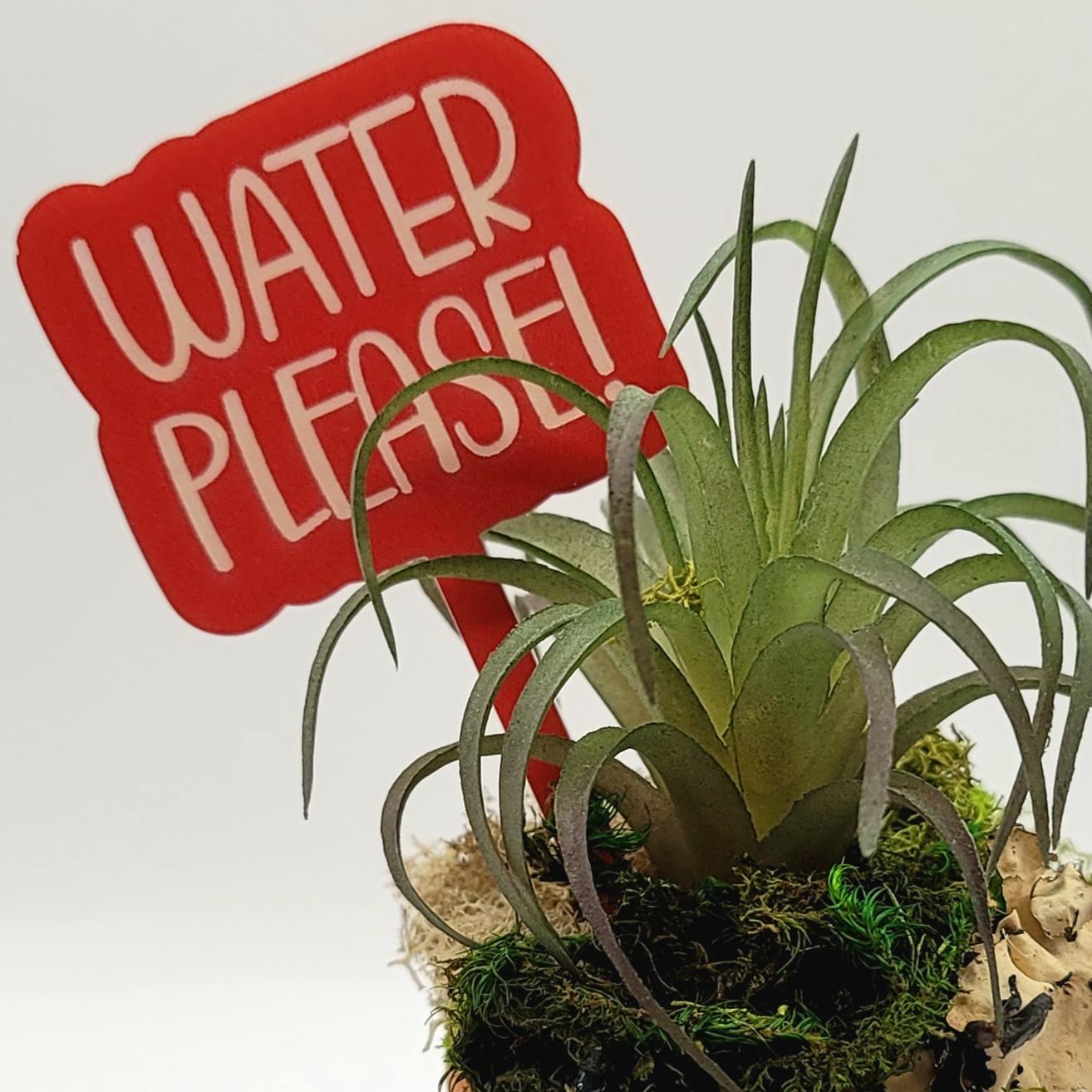 Water, Please! Funny Plant Stake